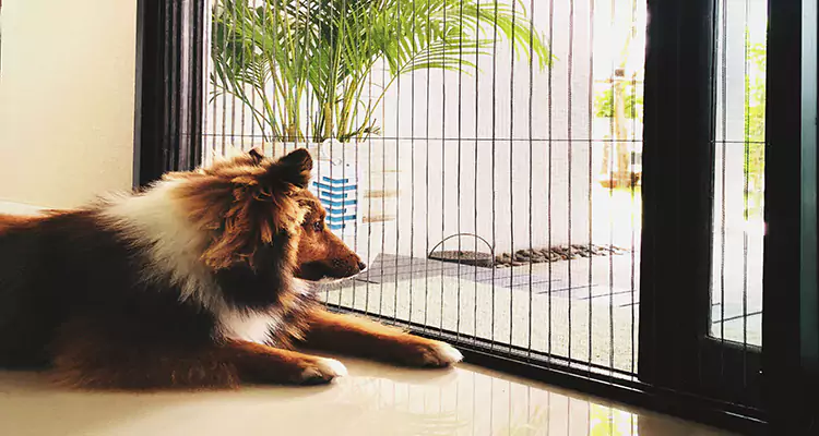 Sliding Screen Pet Door Repair in Titusville, FL