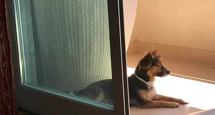 French Door Pet Screen Repair in Titusville, FL